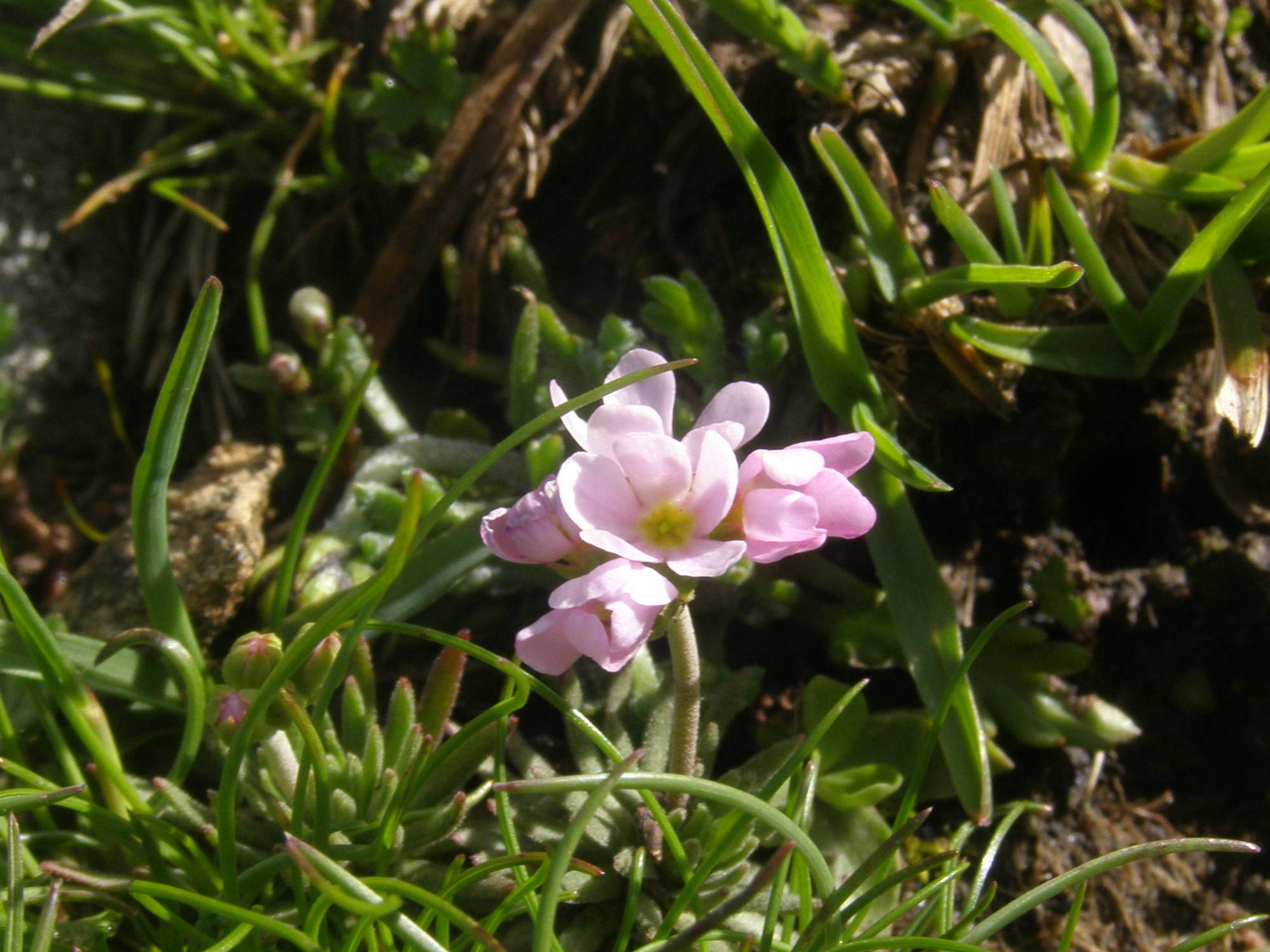 delizia degli occhi : Androsace alpina e Androsace adfinis